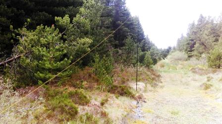 Antenna set up in the forest