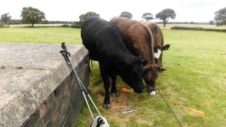 Inquisitive cattle on Tidnock