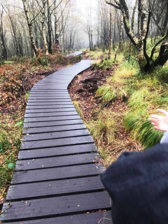 Boardwalk section between Lud's Church and Roach End