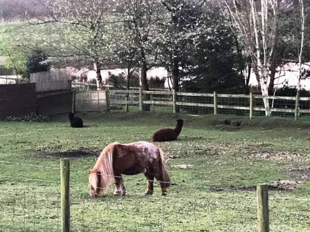 Ponies and alpacas beside Whirley Road