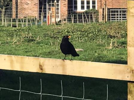 Blackbird at Astle Farm