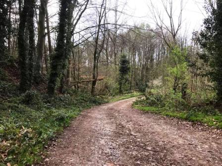 Track through Heskey Wood