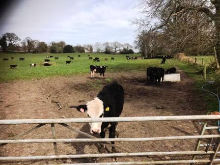 Cattle in New Farm