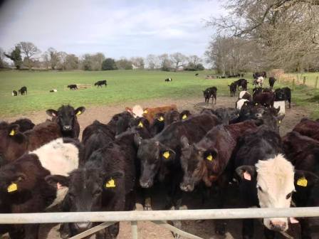 Lots of cattle in New Farm