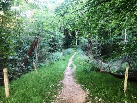 Bluebell woods behind Whirley Hall